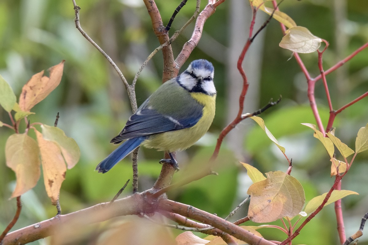 Eurasian Blue Tit - Valery Treitsiak