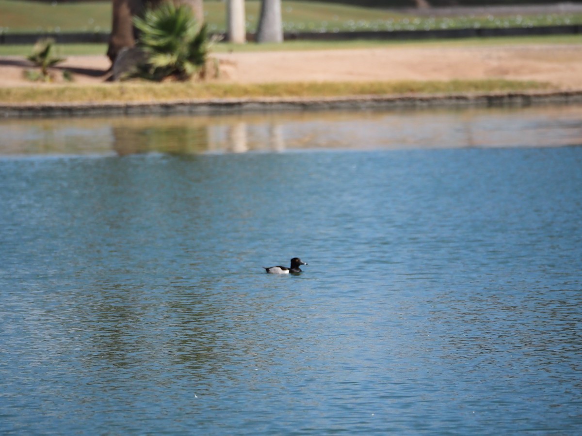 Ring-necked Duck - Ben Stalheim