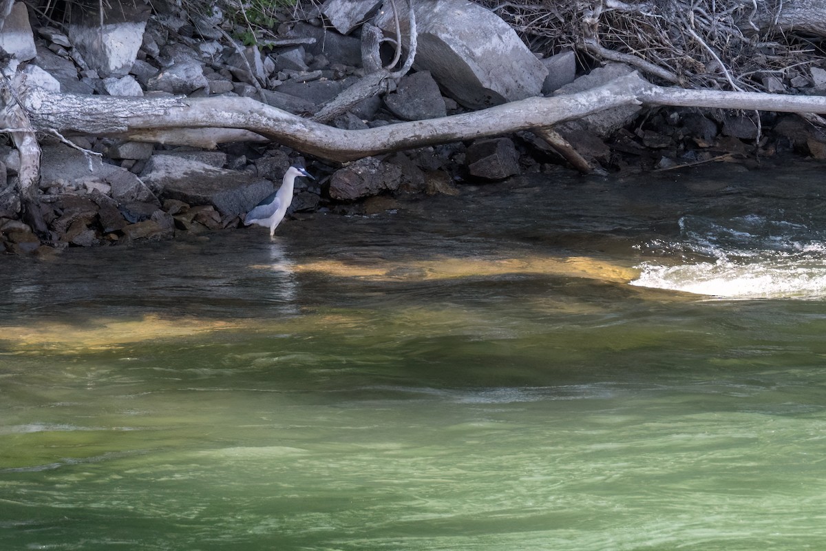 Black-crowned Night Heron - Danielle  A