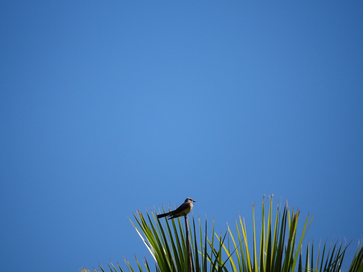 Western Kingbird - Ben Stalheim