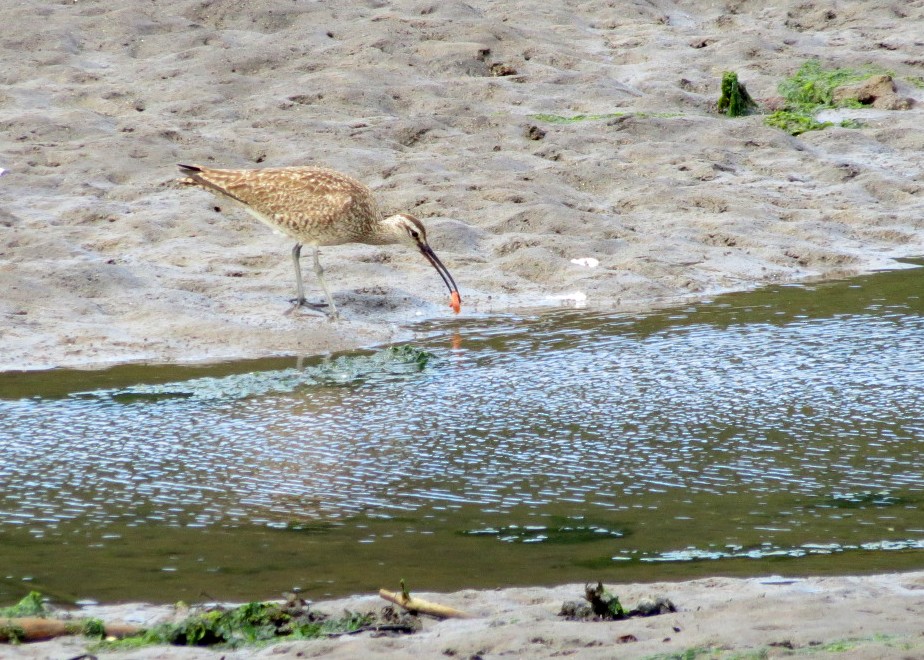 Whimbrel - Lisa Genuit