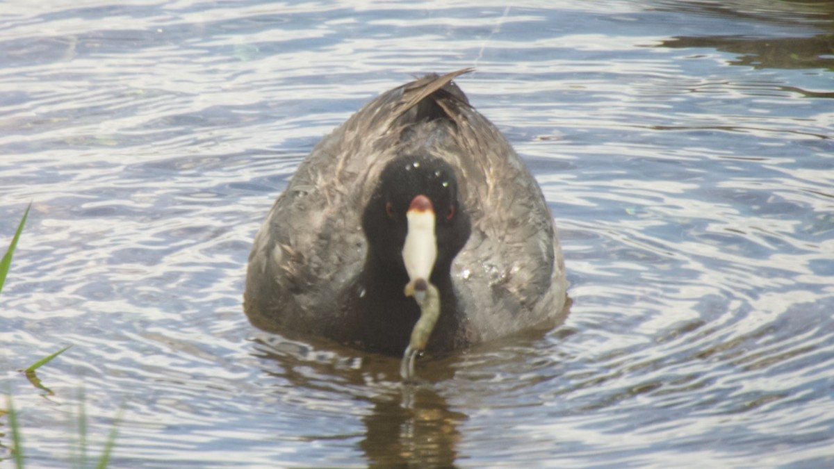 American Coot - Paul Cezanne