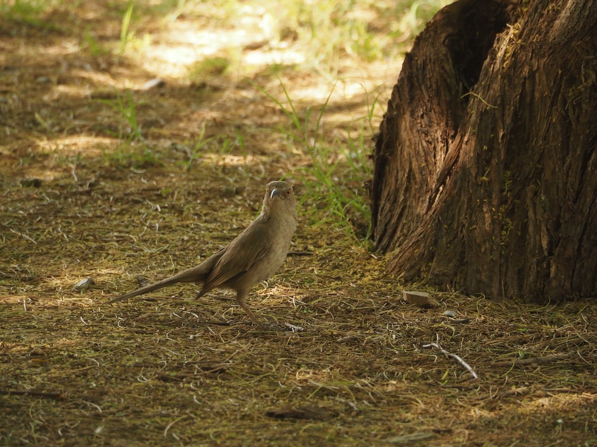 Curve-billed Thrasher - Ben Stalheim