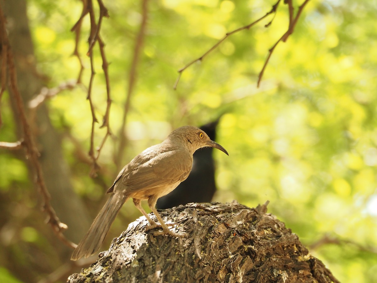 Curve-billed Thrasher - Ben Stalheim