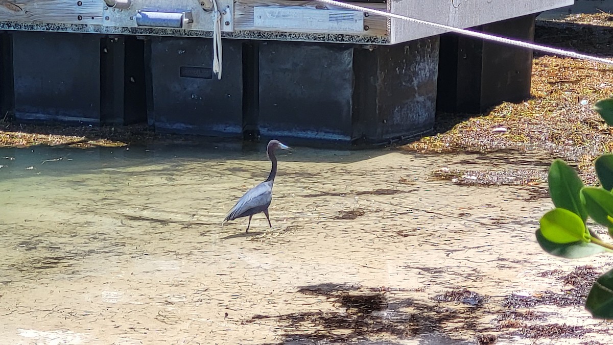 Little Blue Heron - James Hackworth