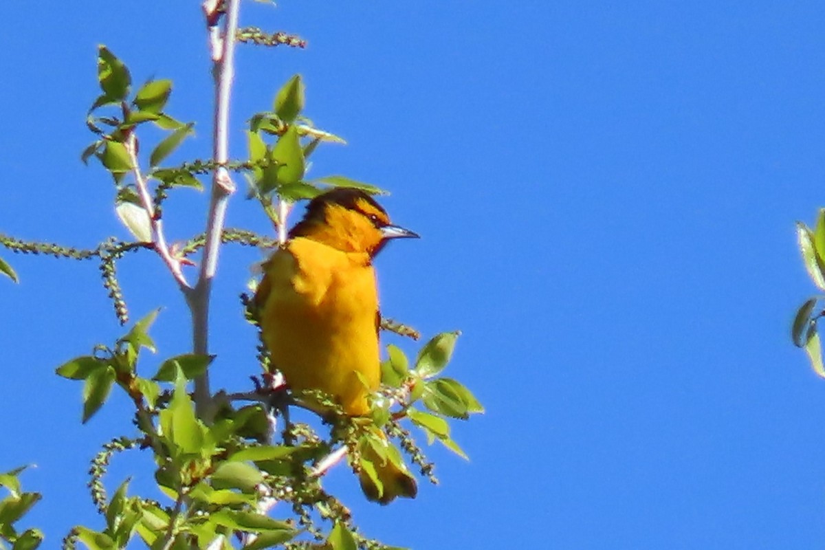 Bullock's Oriole - ML619533081