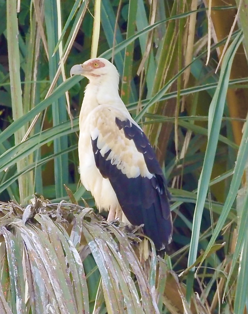 Palm-nut Vulture - Tony Conway