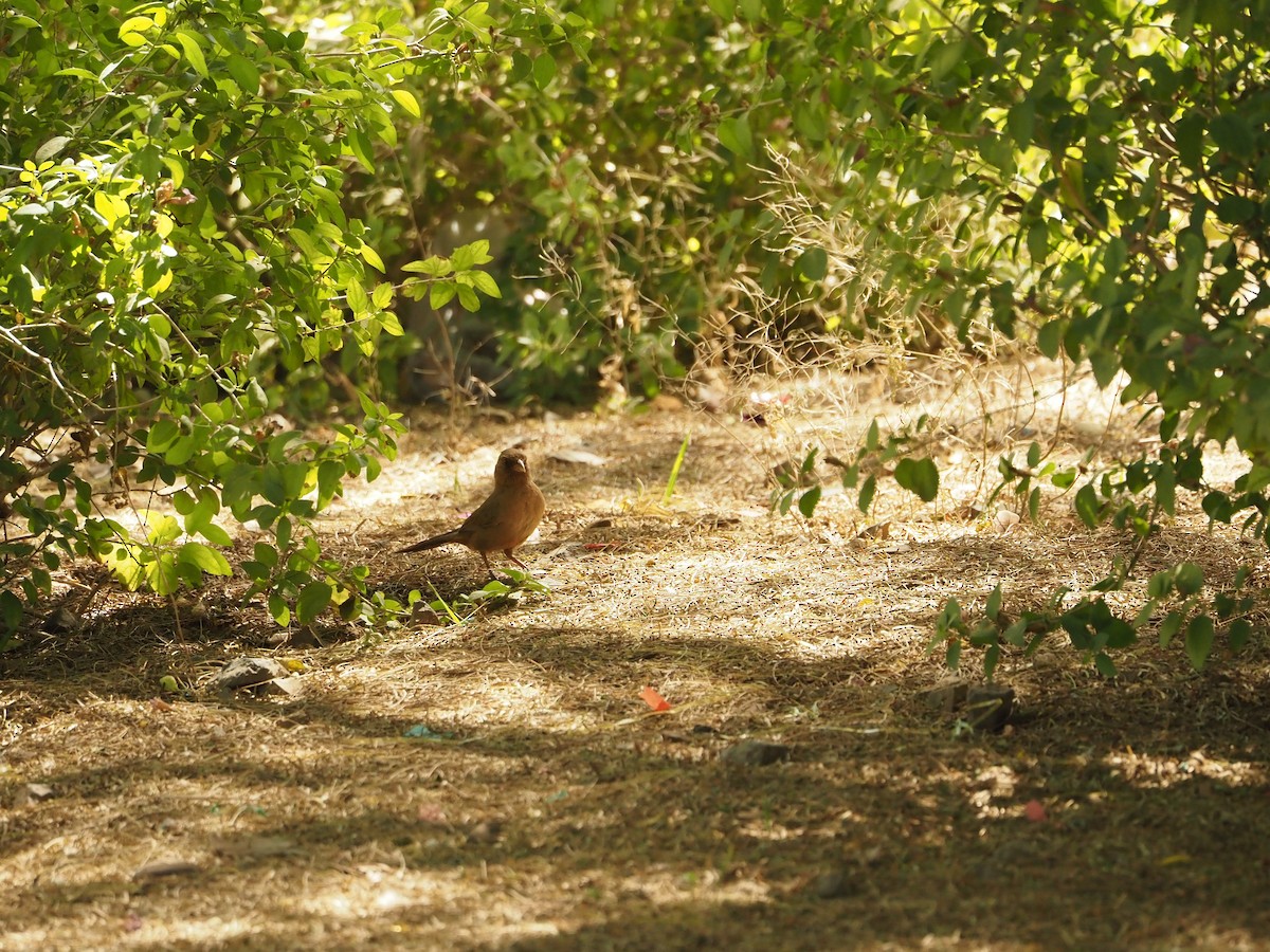 Abert's Towhee - Ben Stalheim