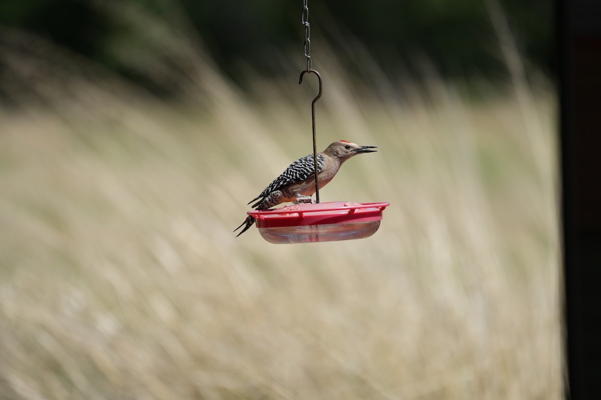 Gila Woodpecker - Joe RouLaine