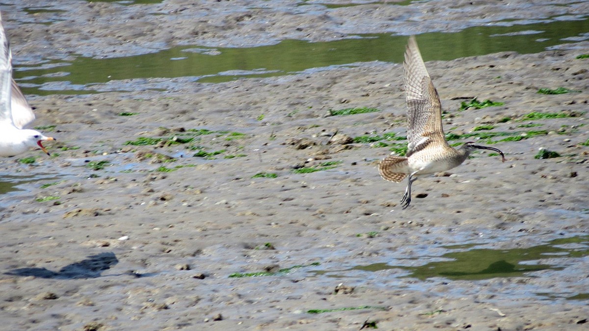 Whimbrel - Lisa Genuit