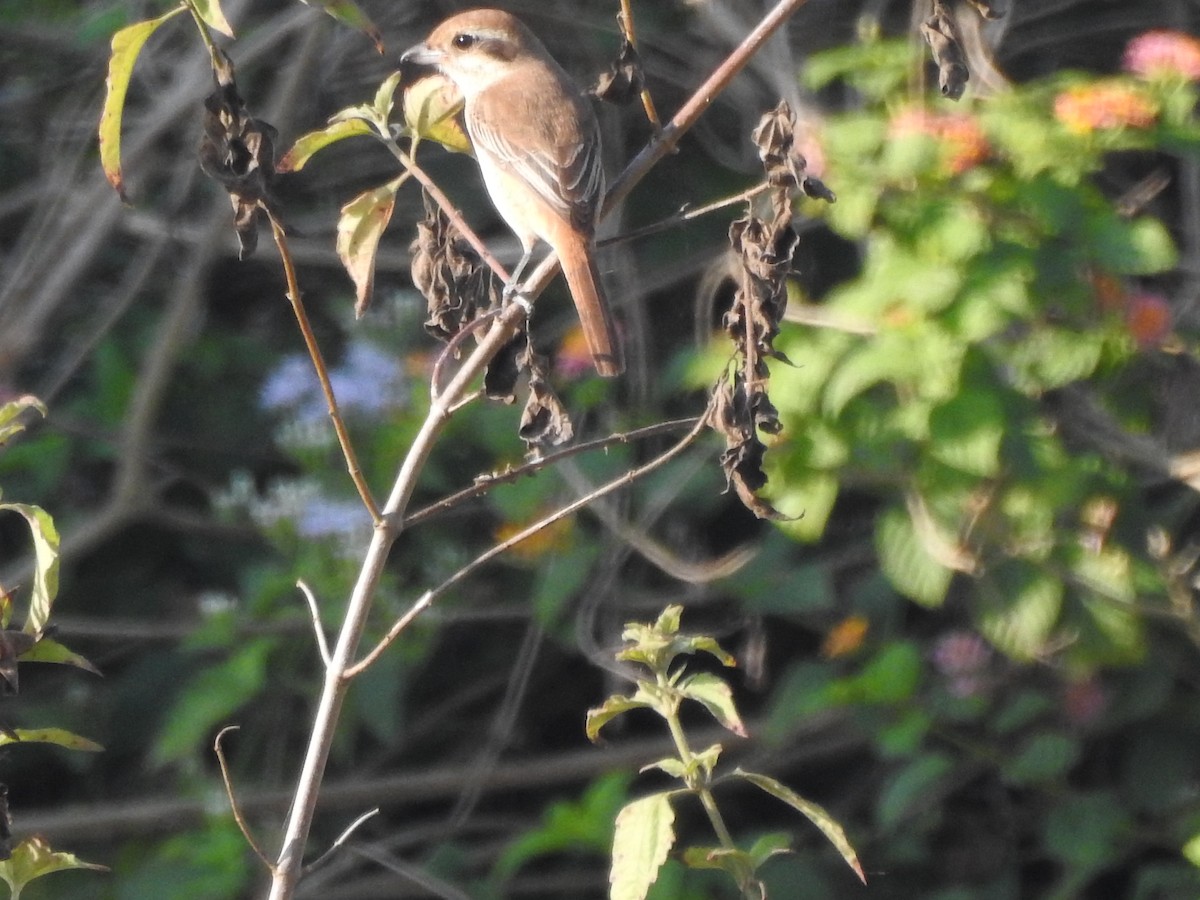 Brown Shrike - Selvaganesh K