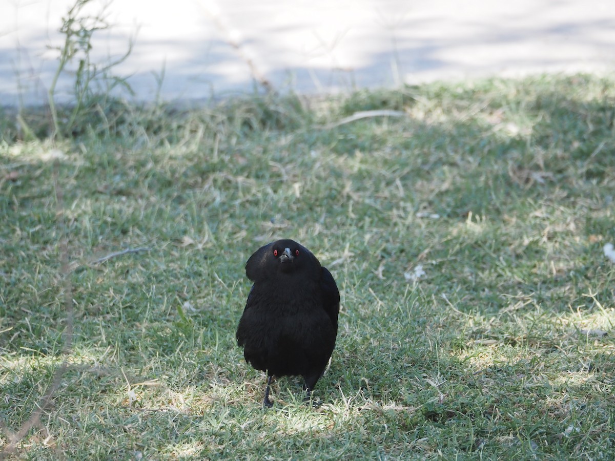 Bronzed Cowbird - ML619533092