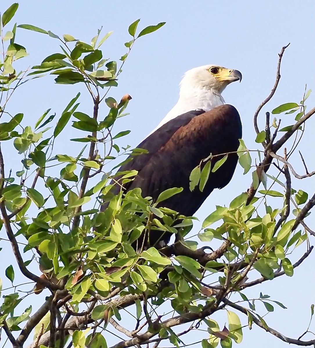 African Fish-Eagle - Tony Conway