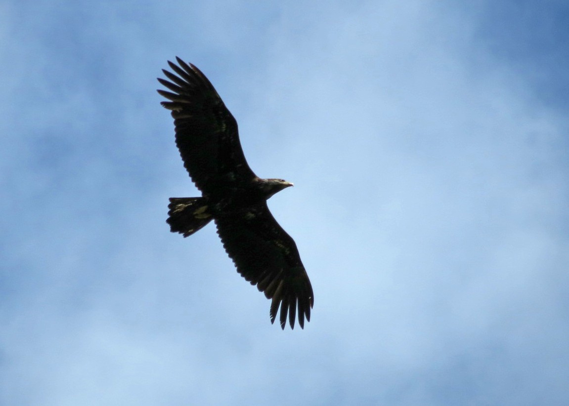 Bald Eagle - Lisa Genuit