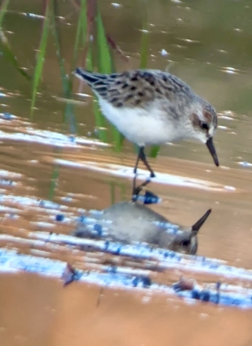 Semipalmated Sandpiper - Soule Mary