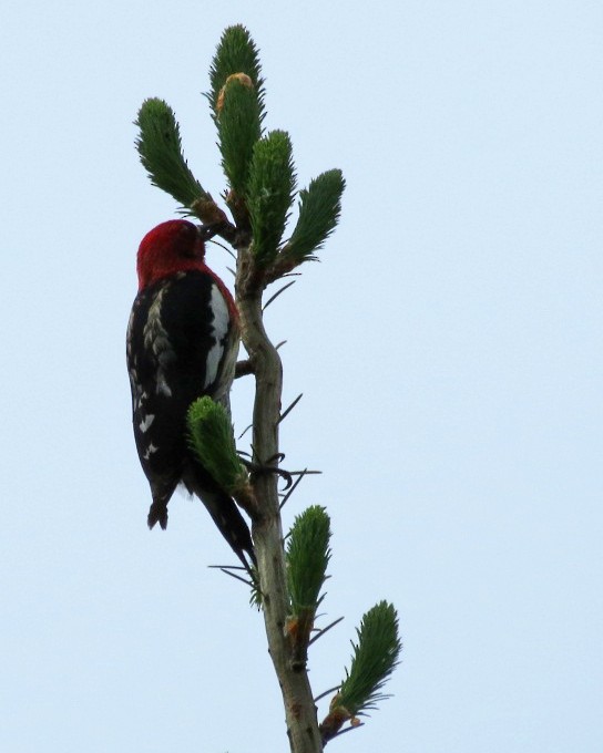 Red-breasted Sapsucker - Lisa Genuit