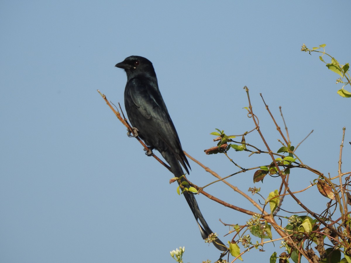 Black Drongo - Selvaganesh K