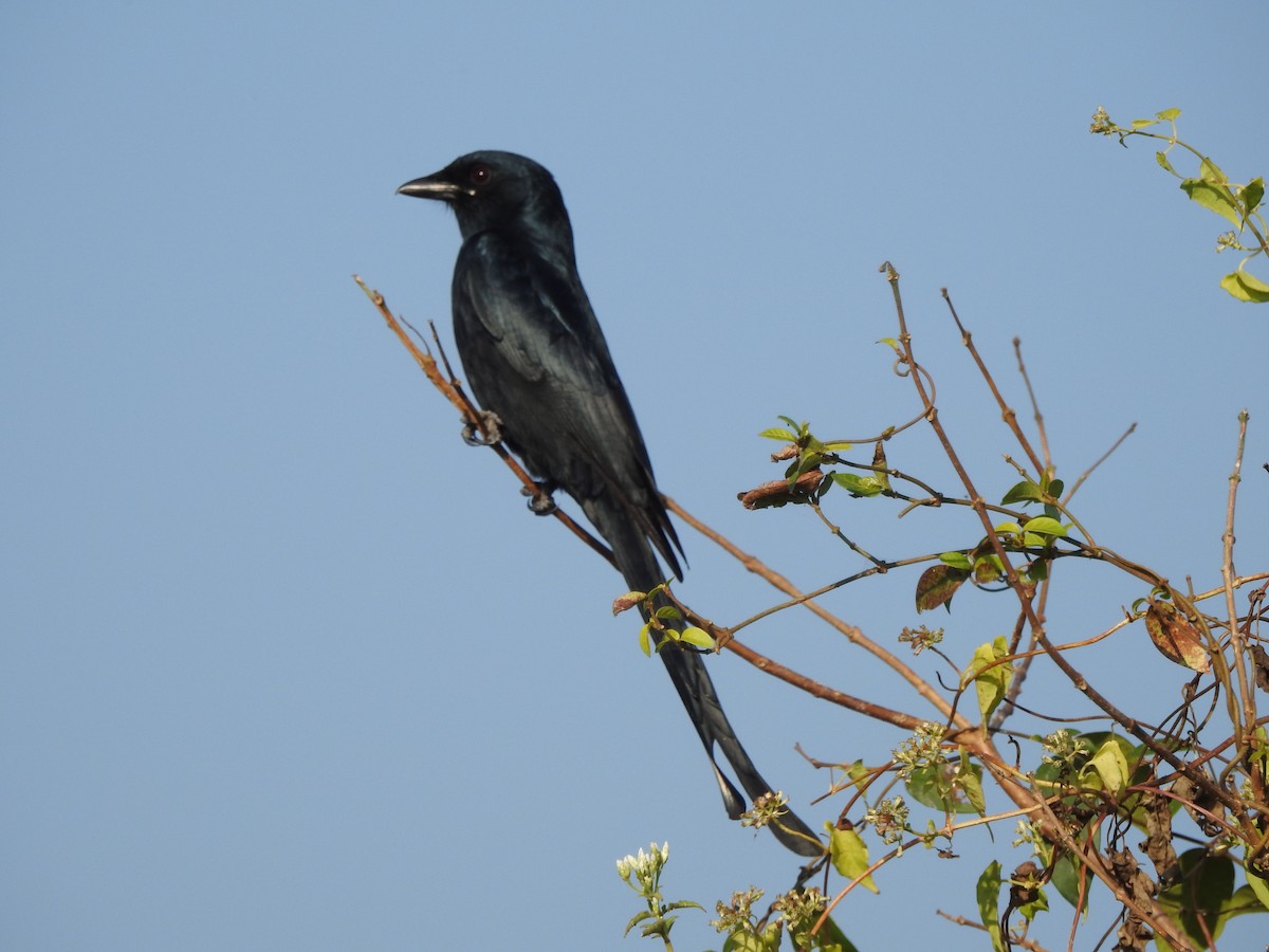 Black Drongo - Selvaganesh K