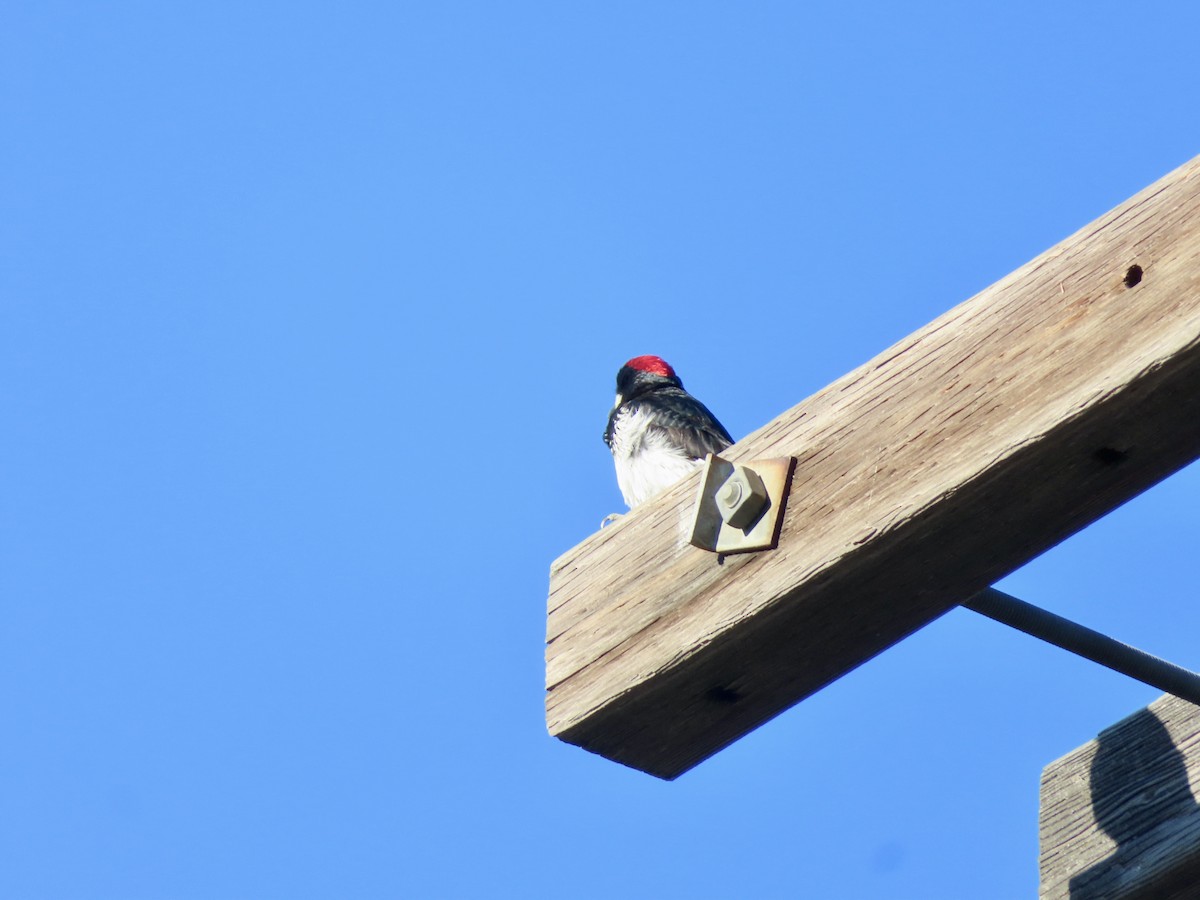 Acorn Woodpecker - Sara Griesemer