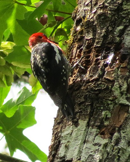 Red-breasted Sapsucker - Lisa Genuit