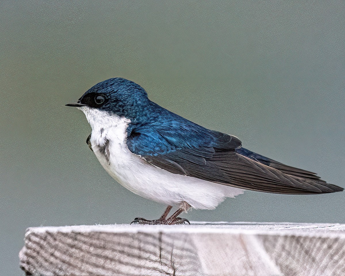 Tree Swallow - ML619533116