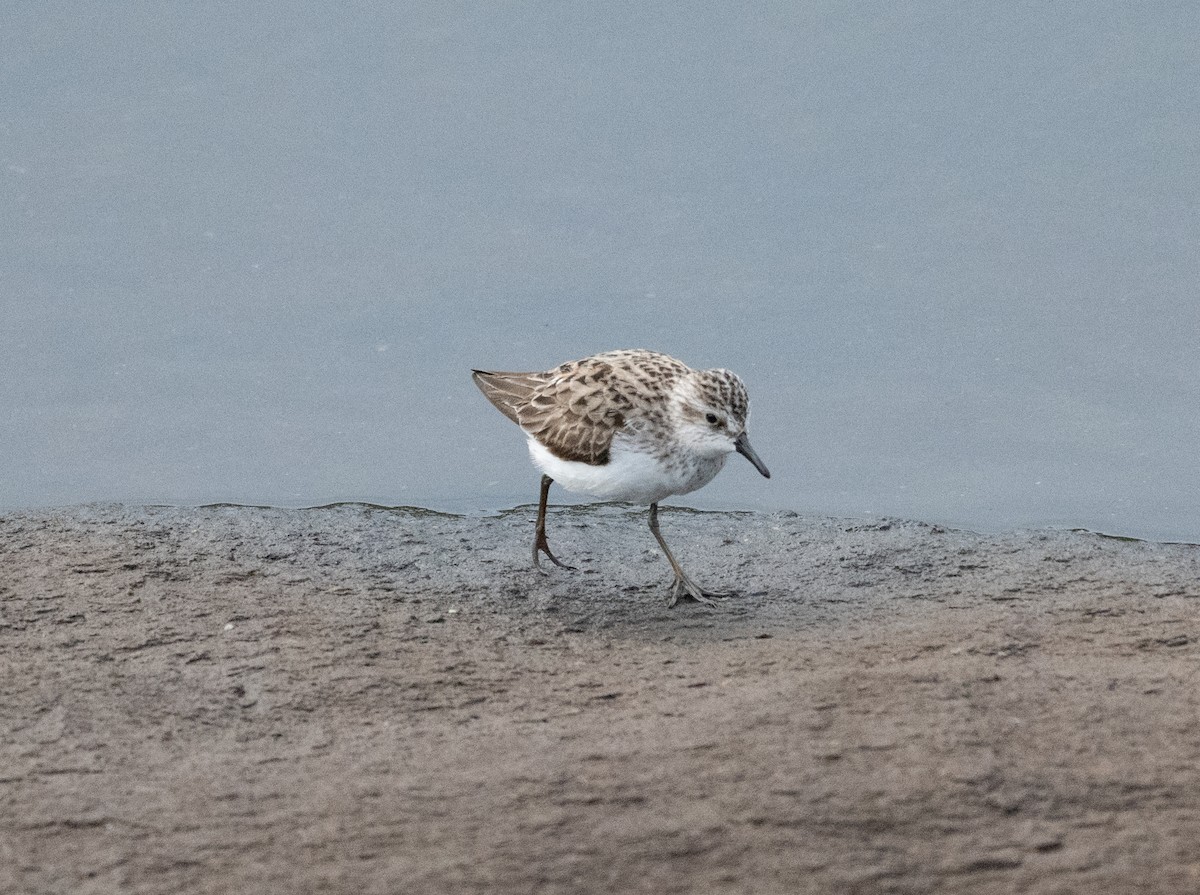 Semipalmated Sandpiper - ML619533120