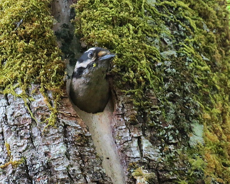 Downy Woodpecker (Pacific) - Lisa Genuit