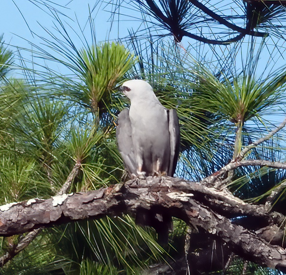 Mississippi Kite - ML619533124