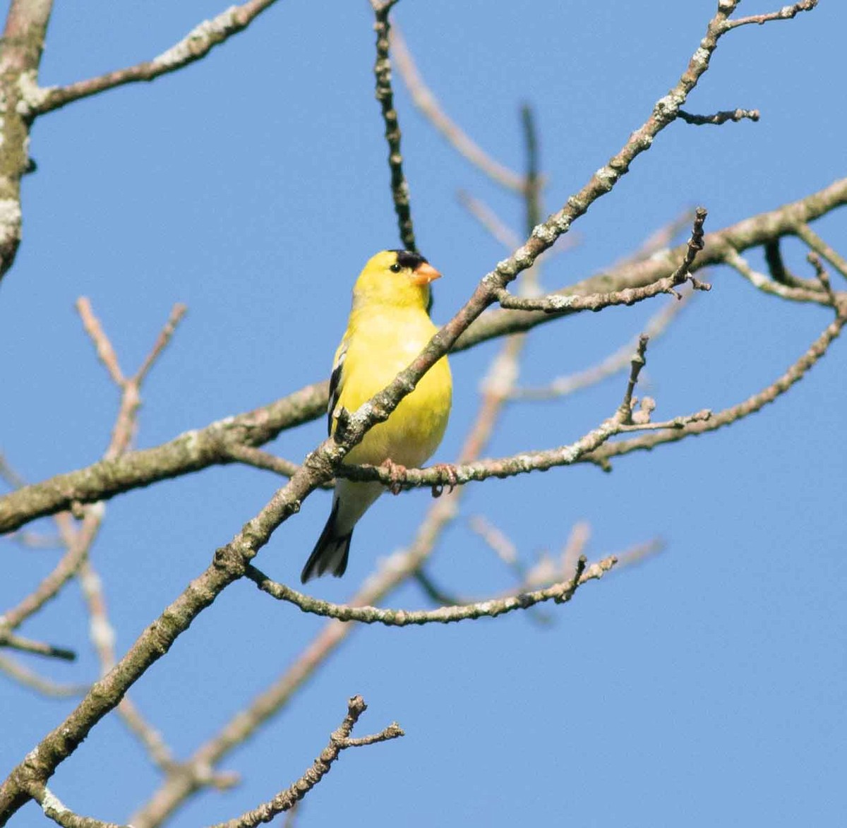 American Goldfinch - Nick Bolgiano