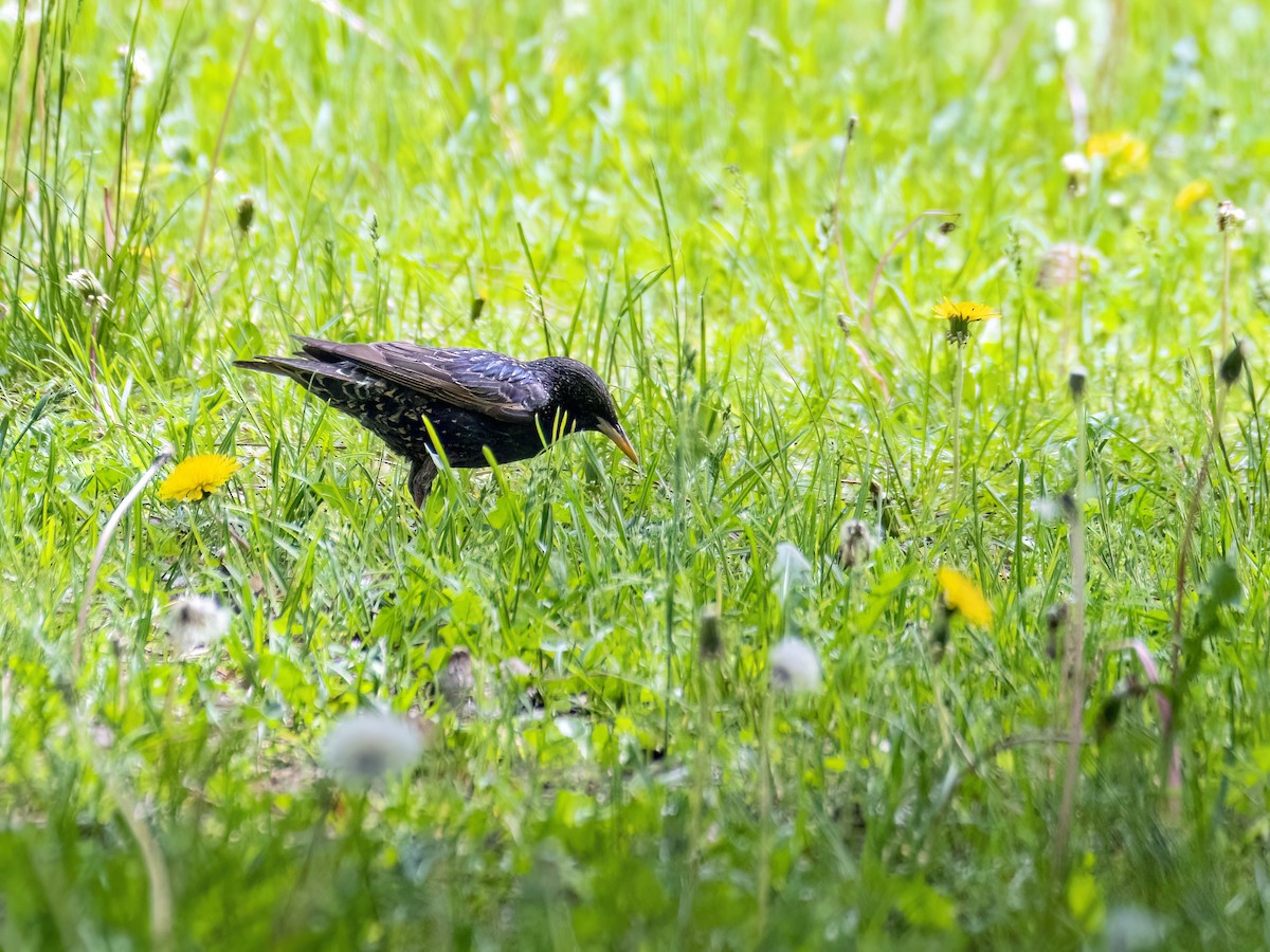 European Starling - Danielle  A