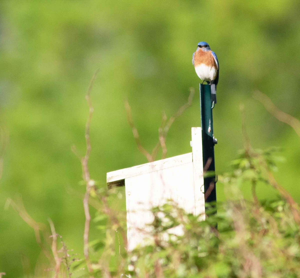 Eastern Bluebird - Nick Bolgiano