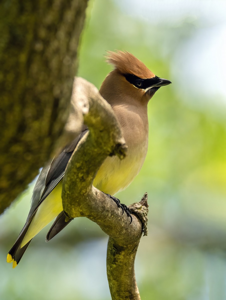 Cedar Waxwing - Danielle  A