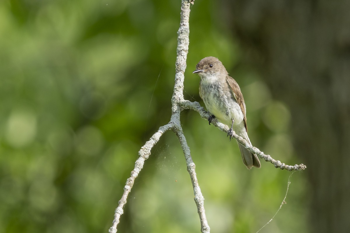 Eastern Phoebe - Liz Pettit