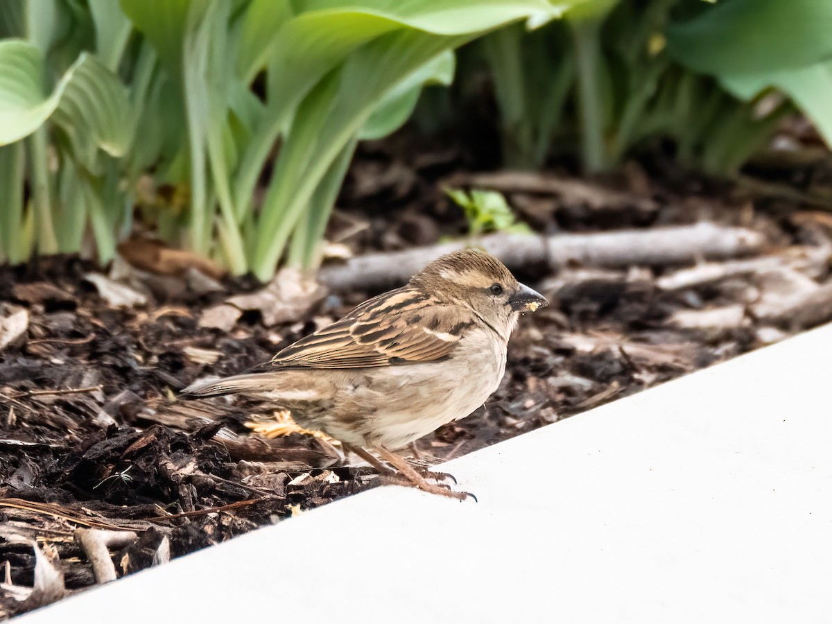 House Sparrow - Danielle  A