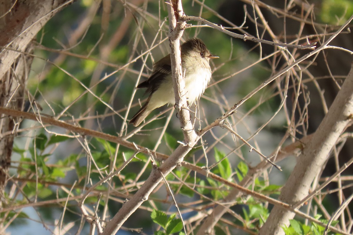 Willow Flycatcher - David Orth-Moore