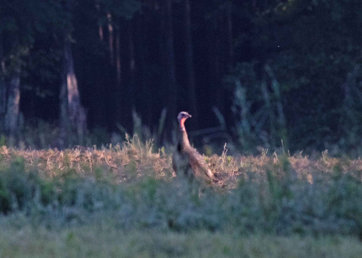 Wild Turkey - Nick Bolgiano