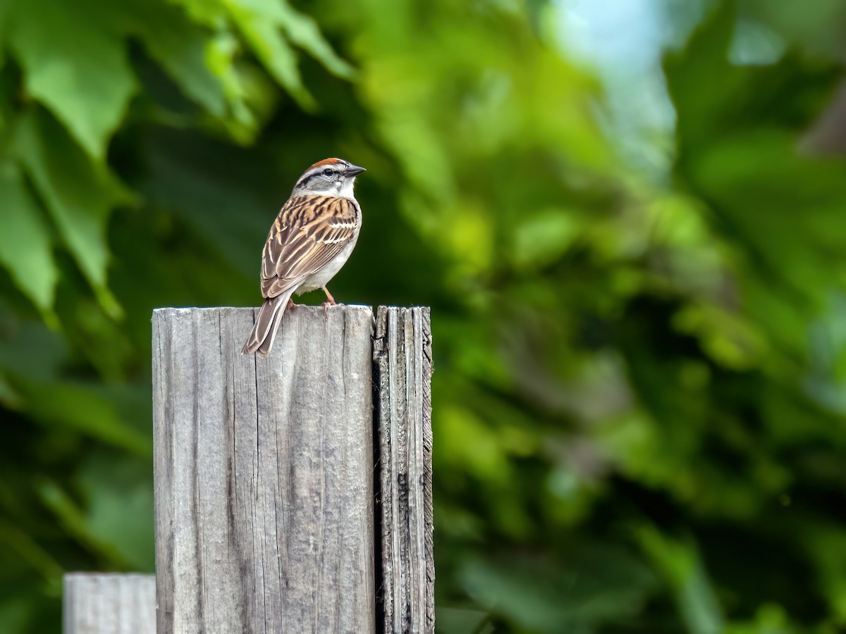 Chipping Sparrow - Danielle  A