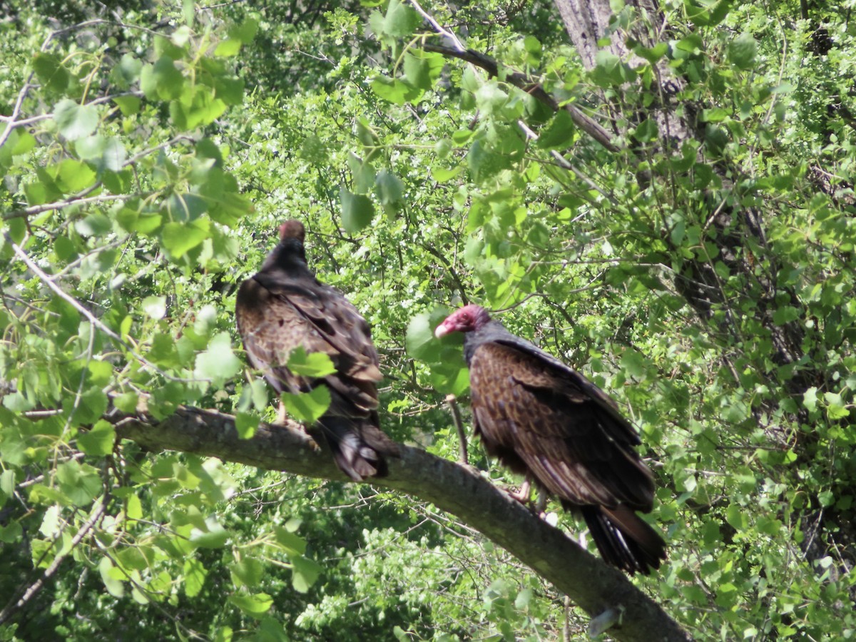 Turkey Vulture - Sara Griesemer