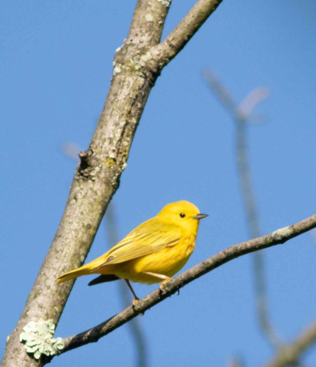 Yellow Warbler - Nick Bolgiano