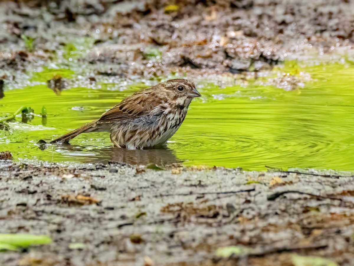 Song Sparrow - Danielle  A