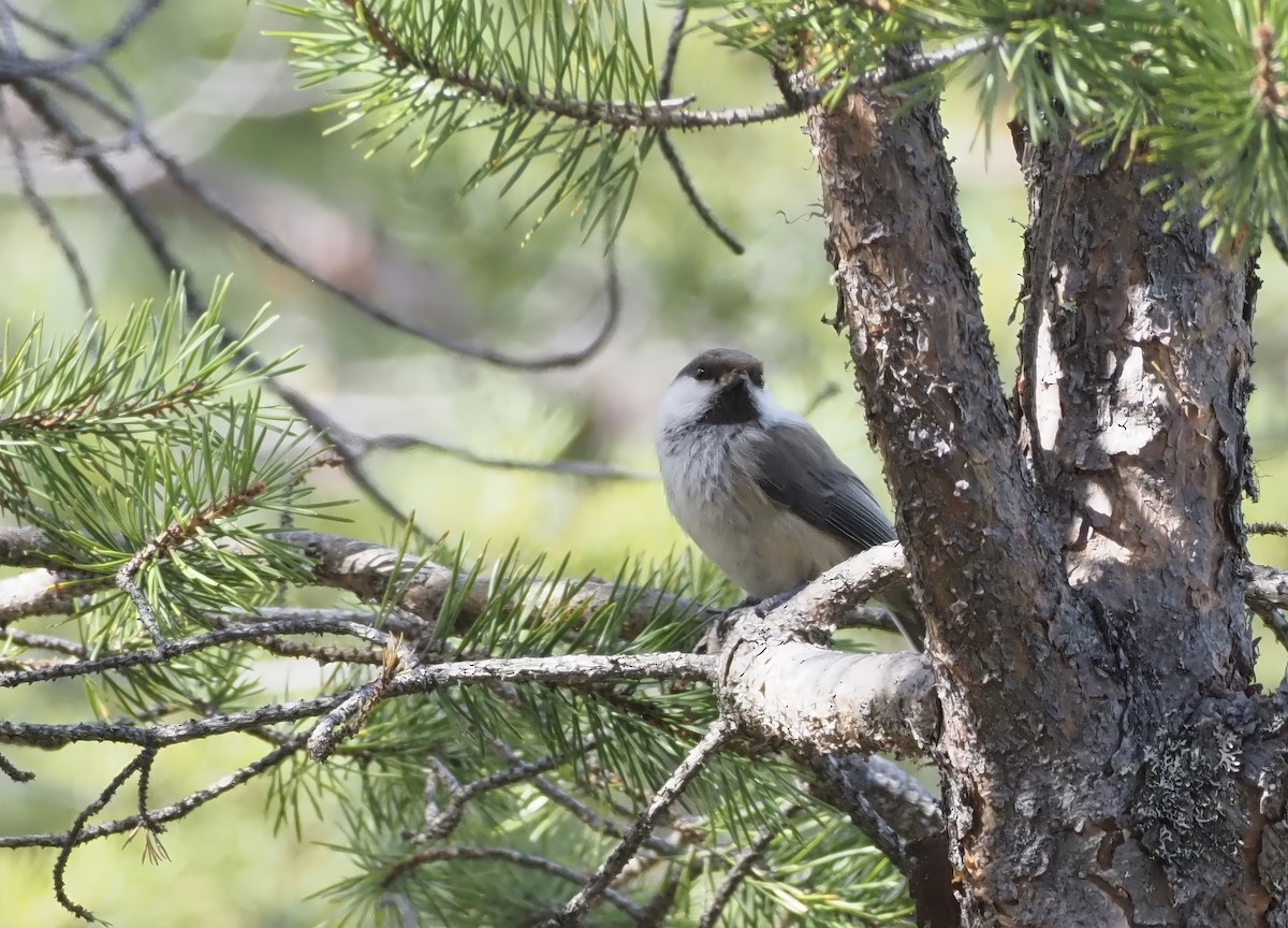 Gray-headed Chickadee - Susan Blackford