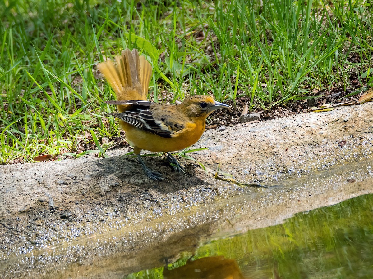 Baltimore Oriole - Danielle  A