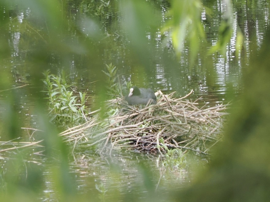 Eurasian Coot - James Tatlow