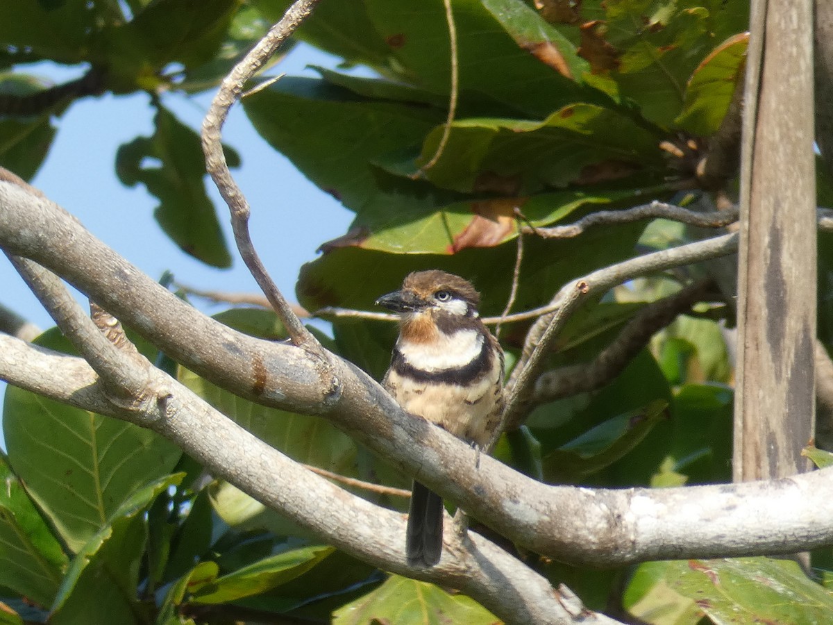 Russet-throated Puffbird - Cathryn Pritchard