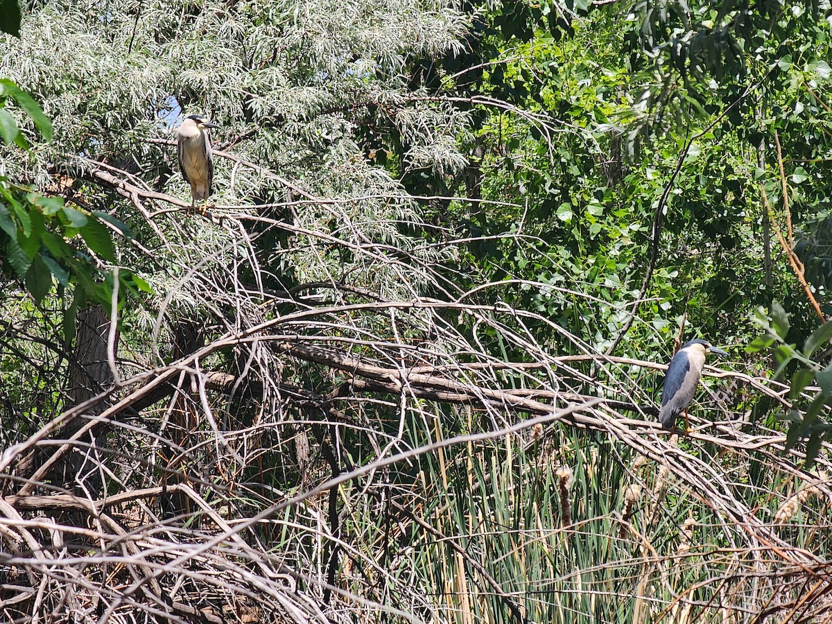 Black-crowned Night Heron - Nancy Cox