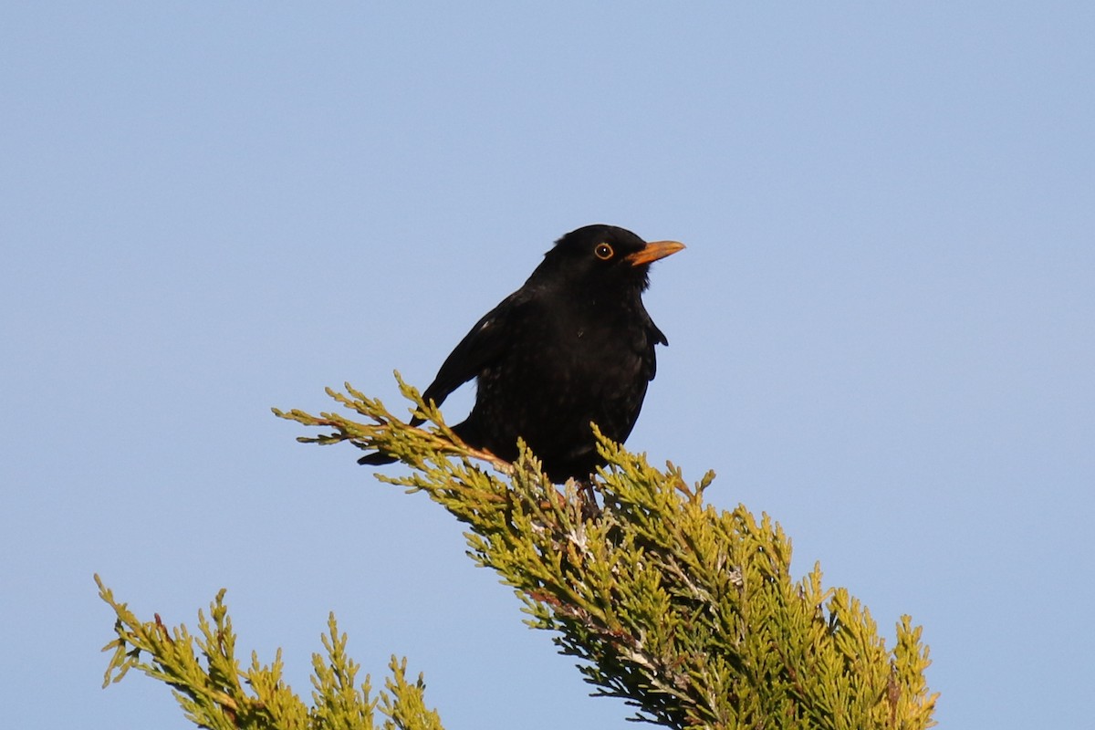 Eurasian Blackbird - Tom Ensom