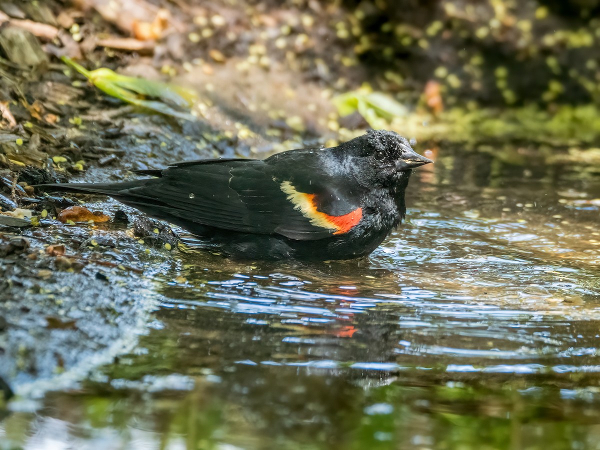 Red-winged Blackbird - Danielle  A