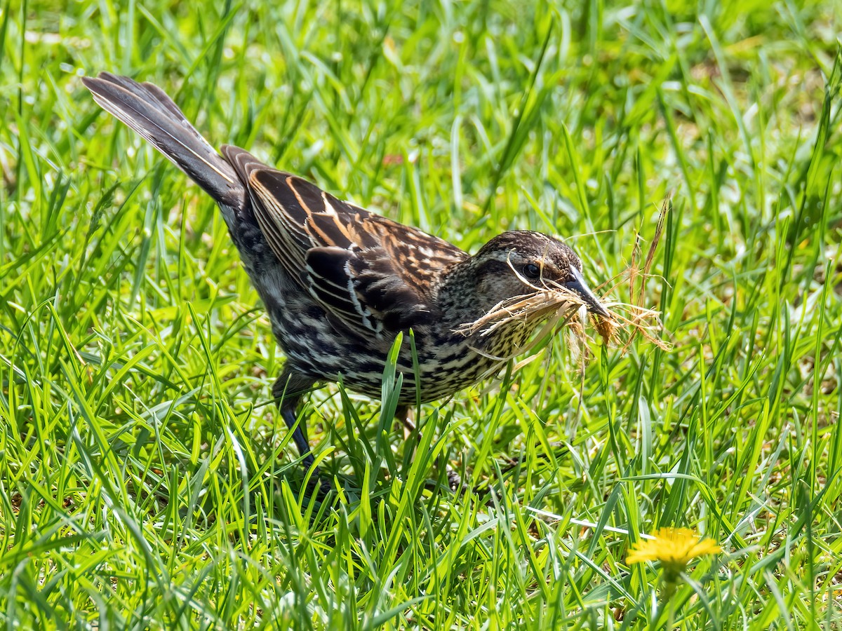 Red-winged Blackbird - ML619533199