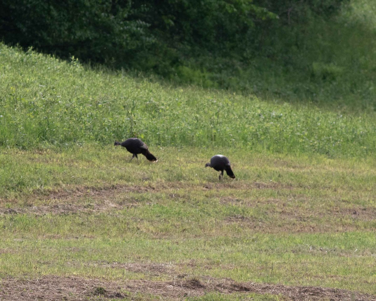 Wild Turkey - Nick Bolgiano