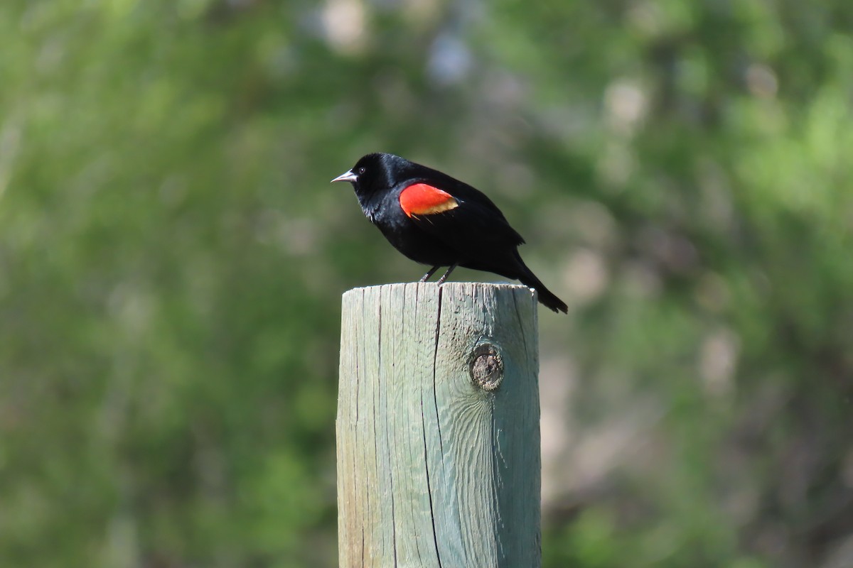 Red-winged Blackbird - ML619533215